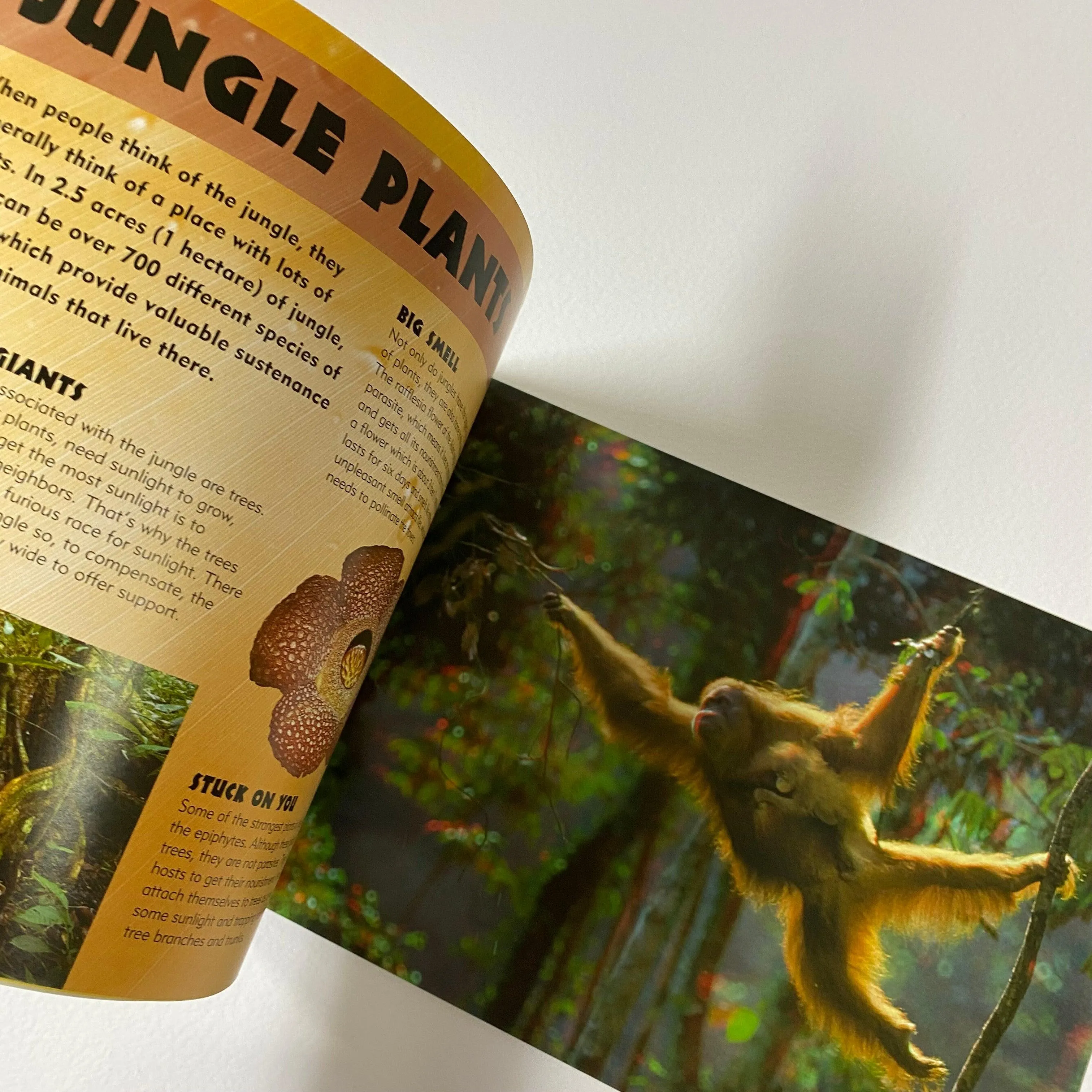 3D Worlds Jungle - [With 3-D Glasses]