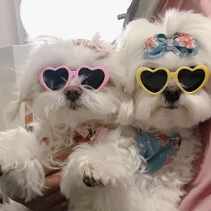 Funki Buys | Pet Sunglasses | Cute Heart Shaped Pet Sunnies