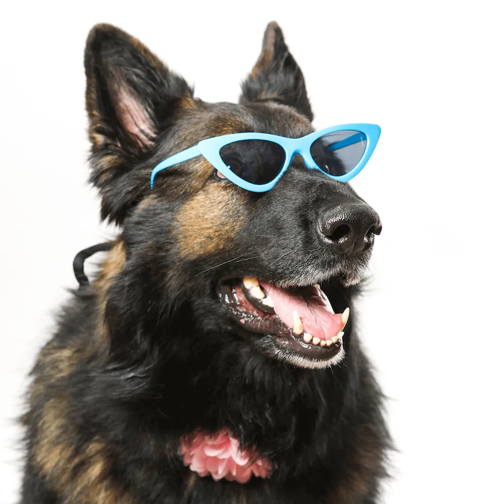 PET OPTIC SHADES - DOGGY GAGA SUNGLASSES