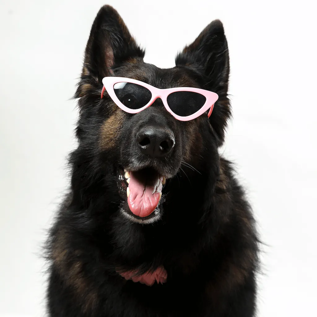 PET OPTIC SHADES - DOGGY GAGA SUNGLASSES
