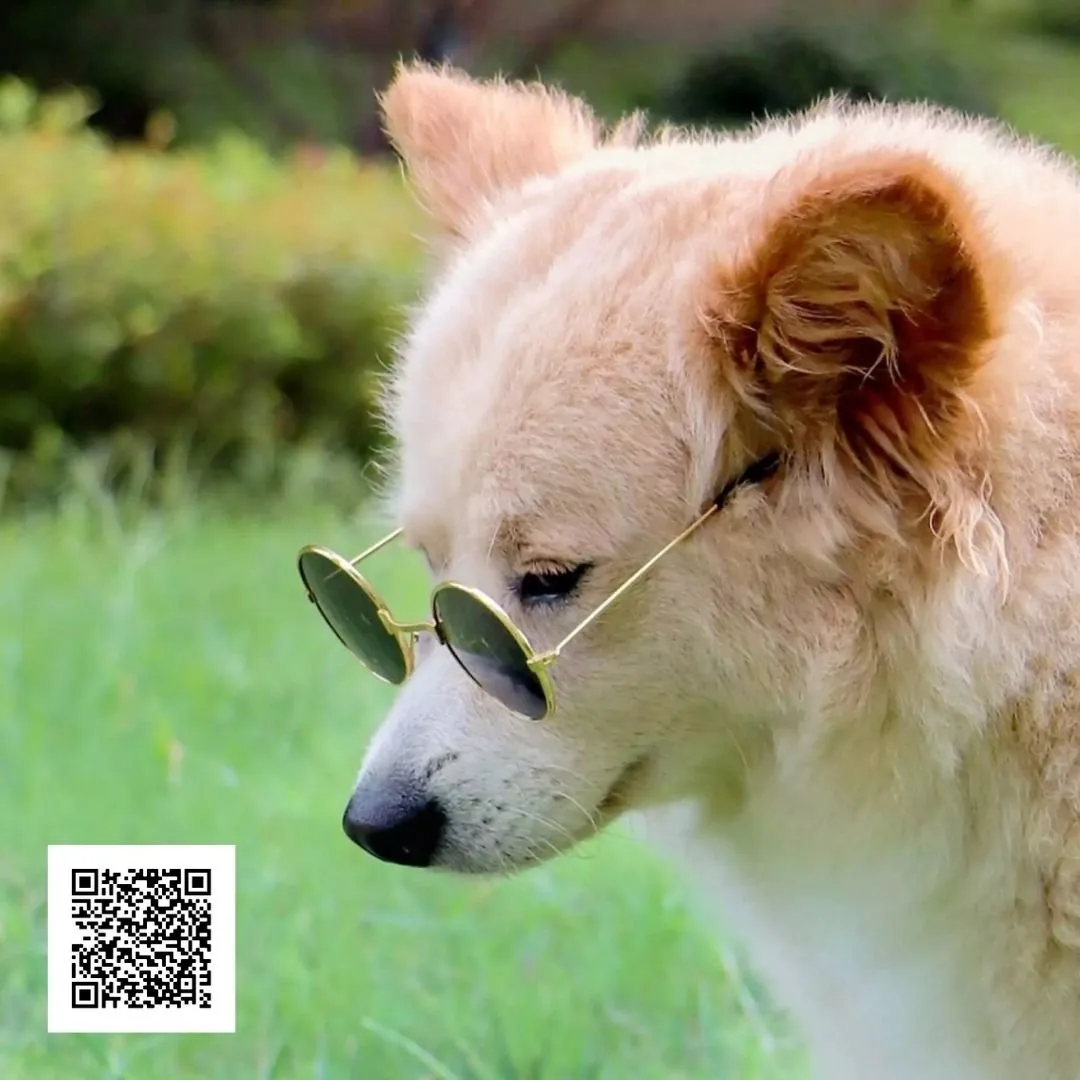 Pet Sunglasses - Gifts for Pets